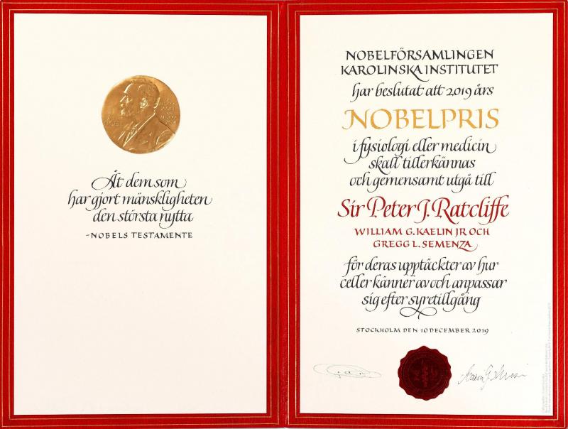 Özel Standında Nobel Barış Madalyonu Bronz 4